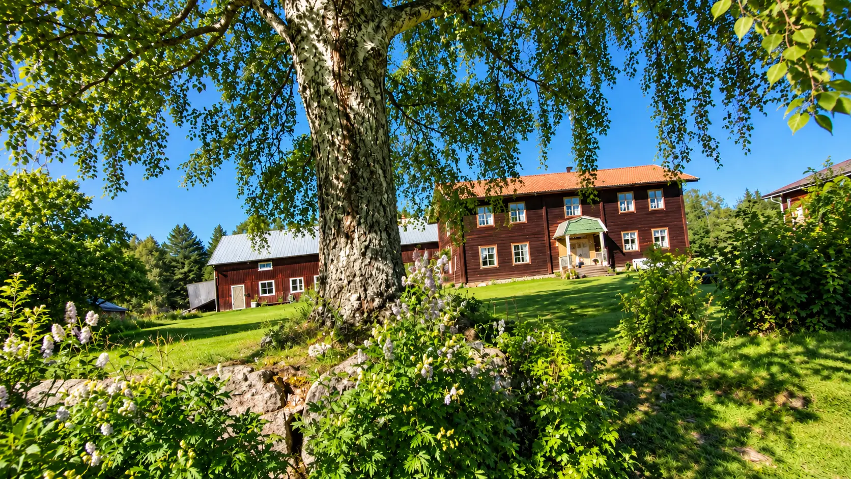 Gården i Härjedalen med timrat hus, lada och stor björk